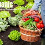 Why ỏganic Is the Best Choice for Your Health and Life