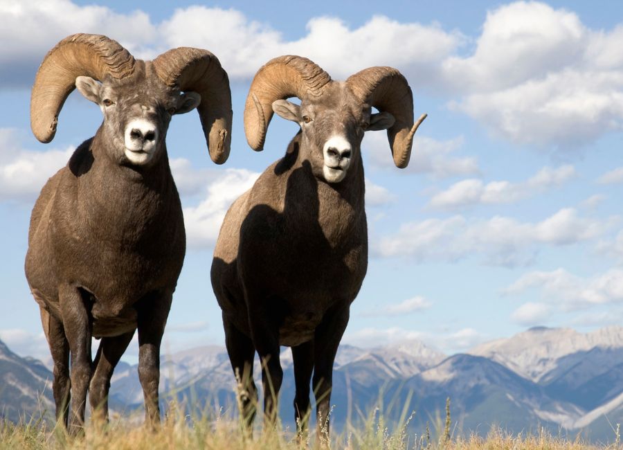 Rams Adaptation to Harsh Environments