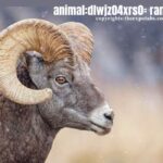 animal:dlwjz04xrs0= ram