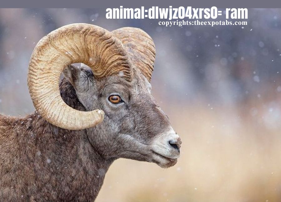 animal:dlwjz04xrs0= ram